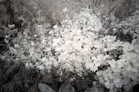 ✅ Servicio: Sony A7 conversión infrarrojo espectro completo