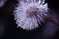 Canon RP Vollspektrumkamera mit Kolari Filter 2 Jahre Garantie