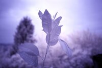 Canon EOS 700D Vollspektrum Infrarotkamera Astrokamera UV 2 Jahre Garantie