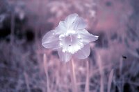 Canon EOS 700D Vollspektrum Infrarotkamera Astrokamera UV 2 Jahre Garantie