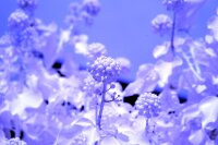 Canon EOS Service Vollspektrum UV IR H-alpha Umbau - Version mit Schutzglas